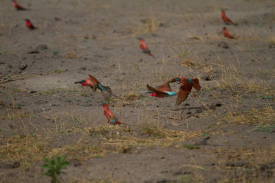 Silhouette of birds on beach