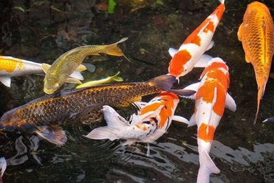 The beauty of koi fish in clear water