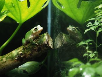 Close-up of lizard on tree