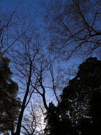 Low angle view of silhouette trees against sky