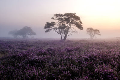 Trees on field against sky during foggy weather