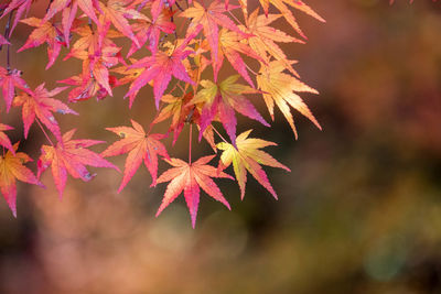 Close-up of maple tree during autumn