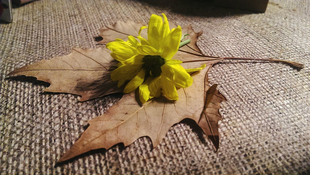 yellow, leaf, high angle view, close-up, no people, wood - material, nature, fragility, plant, beauty in nature, flower, day, outdoors, flower head, freshness