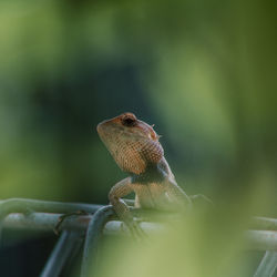 Close-up of a lizard on leaf