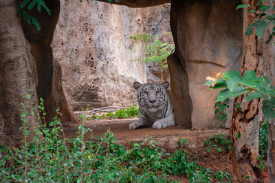 Cat relaxing on a tree