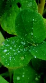 Close-up of raindrops on leaf