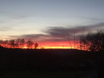 Silhouette of trees at sunset