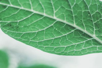 Close-up of leaf