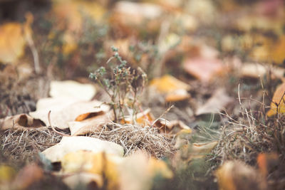 Close-up of dry plants on field