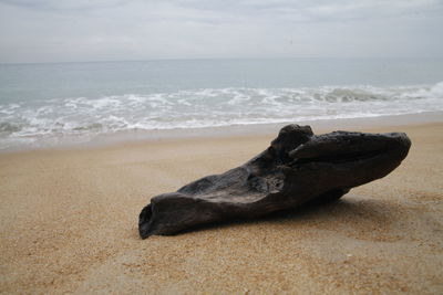 Driftwood on sand at beach against sky