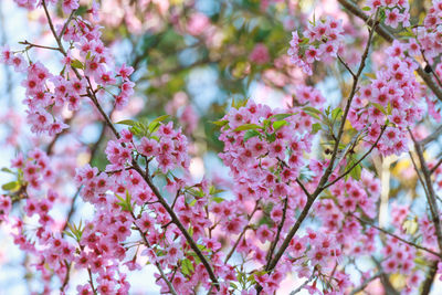 Low angle view of pink cherry blossoms in spring