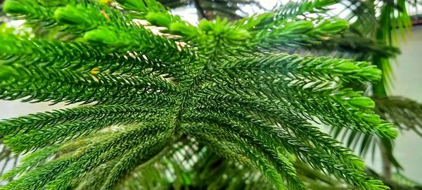 Close-up of green leaves