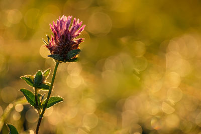 Close-up of purple flowering plant