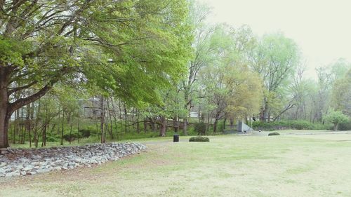 Trees in park