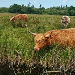 Grazing cows