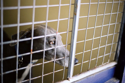 Close-up of bird in cage