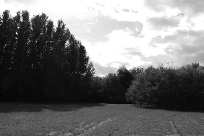 Trees growing on field against sky