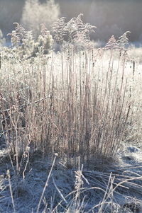 Close-up of frozen plants against lake