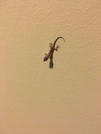 Lizard on wall
