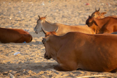 Horses on a field