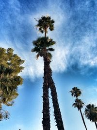 Low angle view of palm trees against blue sky