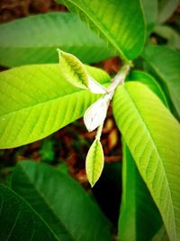 Close-up of green leaves