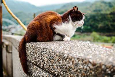 Side view of a cat looking away