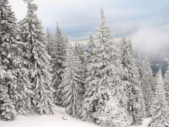 Snow covered pine trees in forest