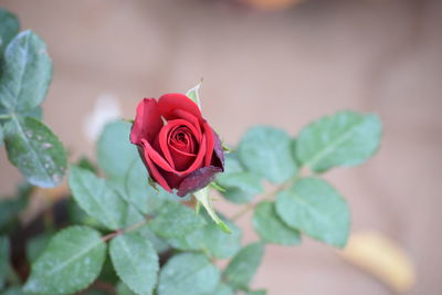 Close-up of red rose