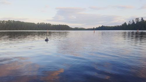 Swan swimming in lake against sky during sunset