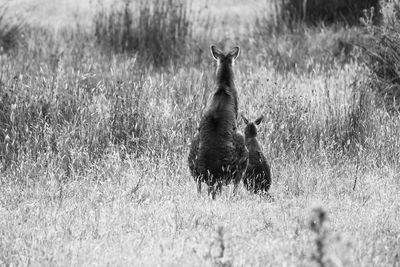 Kangaroo with joe on field