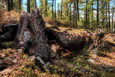 Pine trees in forest