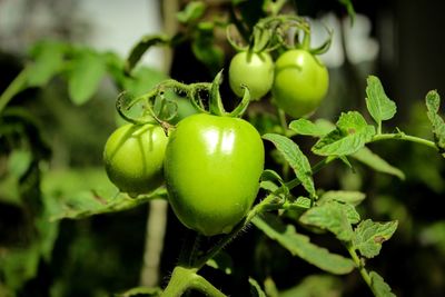 Close-up of apples on plant