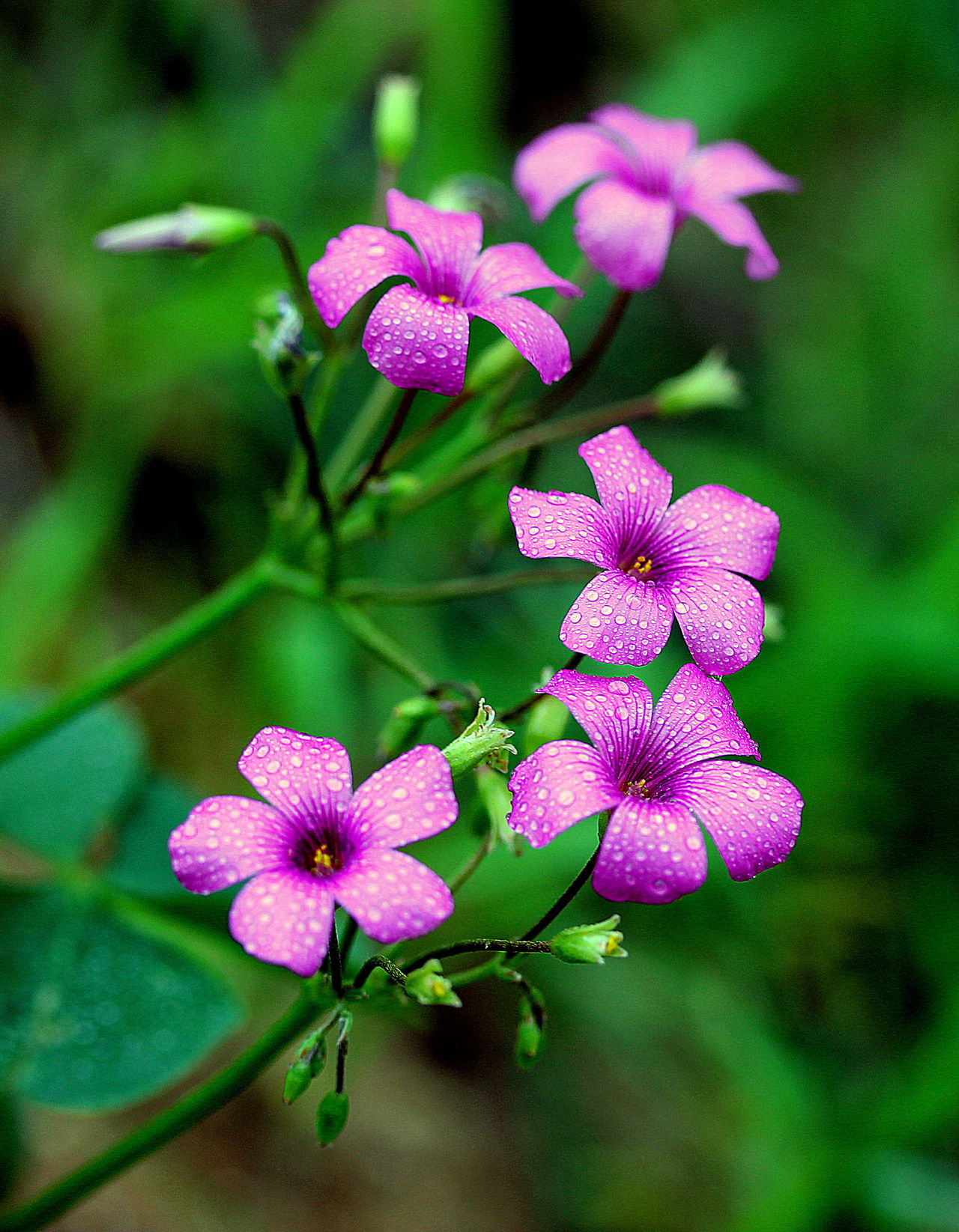 Flower in te wild