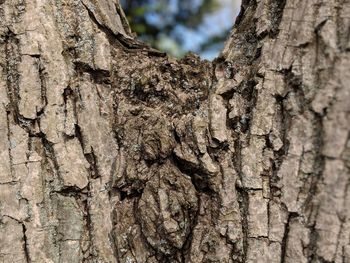 Full frame shot of tree trunk