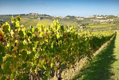 View of vineyard