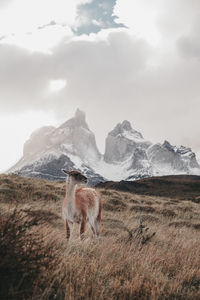 Guanaco standing on land against cloudy sky