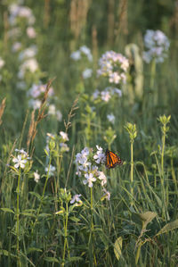 Monarch butterfly feeding in the prairie flowers