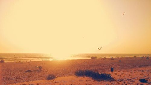 Bird flying over sea at sunset