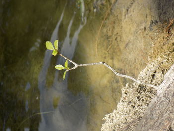 Plant growing on tree