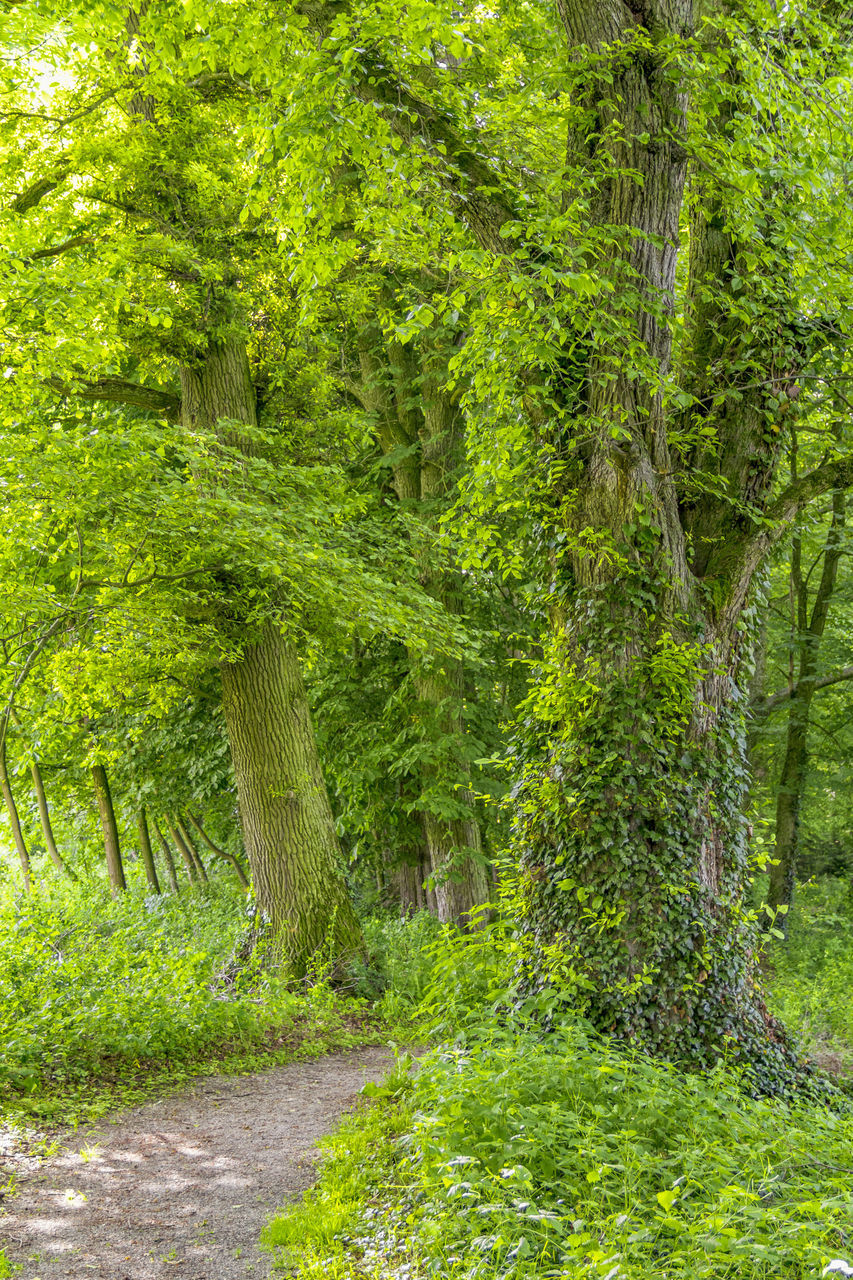 VIEW OF TREES IN FOREST