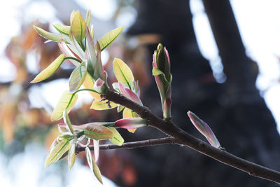 Close-up of flowering plant