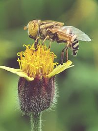 Close-up of hoverfly pollinating on flower