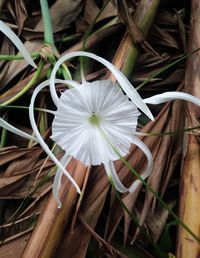 High angle view of white flowering plants on field