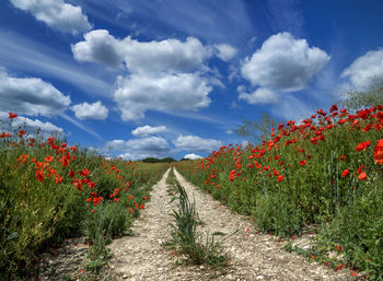 Scenic view of flowering plants on field against sky