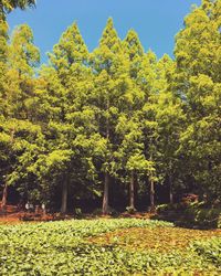 View of plants growing on field