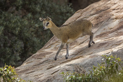 Side view of giraffe on rock