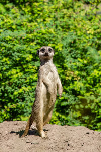 The meerkat, sometimes nicknamed sentinel of the desert  is a species of diurnal mammals.. 