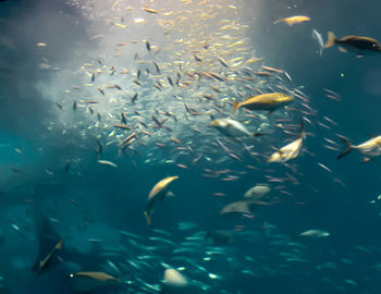 Fish underwater