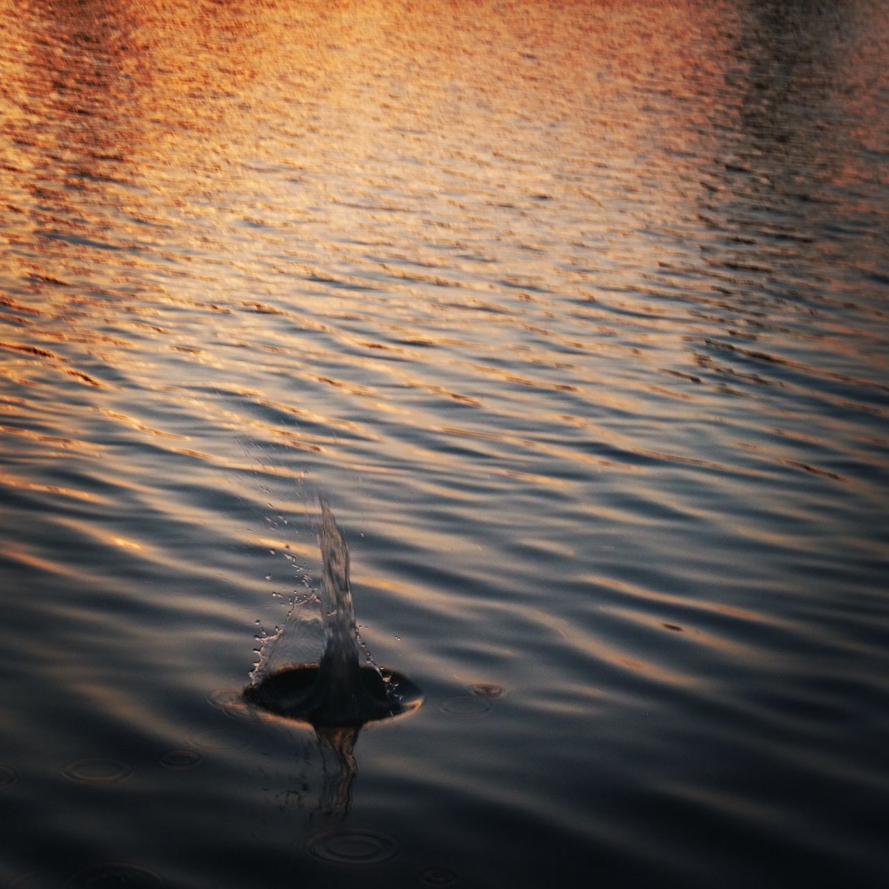 water, waterfront, nature, rippled, reflection, swimming, outdoors, one animal, lake, animals in the wild, animal themes, no people, day, sea life, beauty in nature, close-up